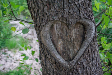 a heart is carved into the tree, which reminds of love over several years