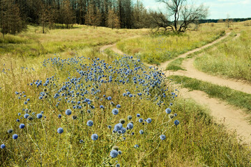 Road in the field, meadow with blue flowers and forest.