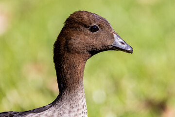 Australian Wood or Maned Duck