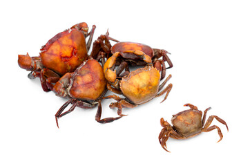 Boiled Thai crabs for cooking, isolated on white background. Concept : Weird food. Edible animal. Local eating style in the northern of Thailand that villagers catch crabs from paddy field to cook. 