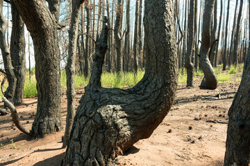 Burnt trees on the sand close-up.Consequences of a forest fire