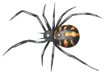 Spider karakurt