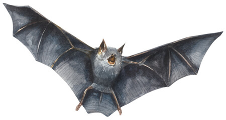 Wild bat