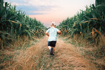 Boy running outdoor. Happy child running on a road near corn field during summer sunset. Childhood, summertime, dreaming concept - 521634287