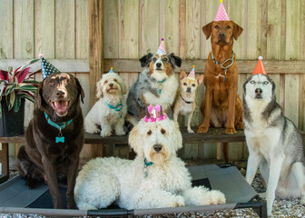 Group of seven dogs sitting on a bench and trampoline in a garden wearing party hats
