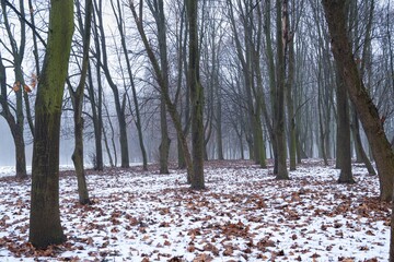 first snow lie on dry acer leaves, abandoned moody city park trees on winter misty morning, fog perspective, outdoor active green tourism hobby, earth beauty and nature simplicity concept