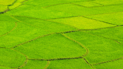 Landscapes rice field, Beautiful green rice field  in rain season, High angle view