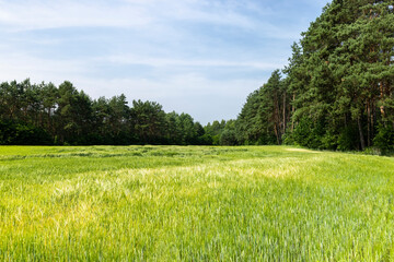 An agricultural field where ripening cereals grow