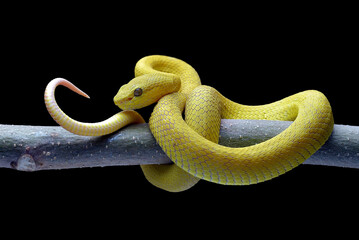 Yellow white-lipped pit viper in black background