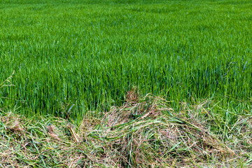 An agricultural field where ripening cereals grow