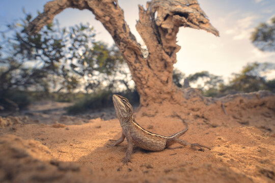Wild pink two-line dragon (Diporiphora linga) in sandy mallee habitat from Gawler Ranges, South Australia, Australia