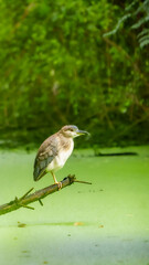 black-crowned night heron (Nycticorax nycticorax) perched on branch