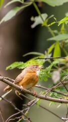tawny-bellied babbler (Dumetia hyperythra) perched on branch