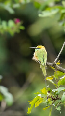 Asian green bee-eater (Merops orientalis) perched on branch