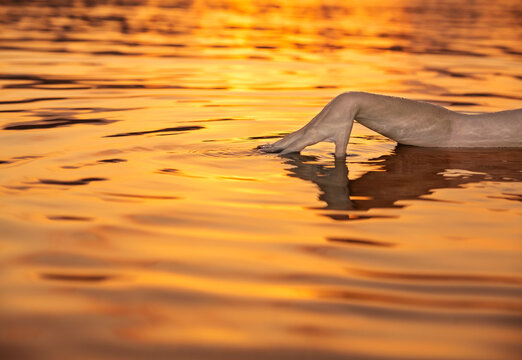 Close-up of a woman's hand brushing across surface of sea at sunset, Malta