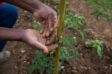 A farmer ties a tomato plant to a pole to allow it to grow