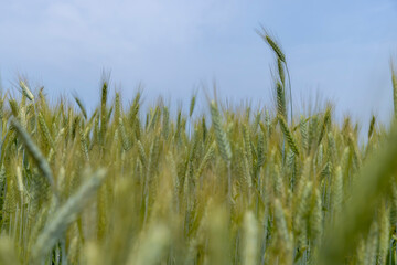 Obraz premium Wheat field with unripe wheat swaying in the wind