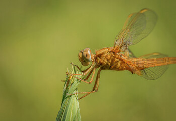Pomarańczowa ważka na zielonej roślinie 