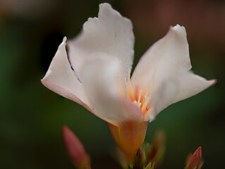 Fototapeta na wymiar Rose Oleander blossom close up view with blurry bokeh background