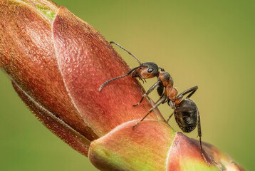 Mrówka na kwiatku  - obrazy, fototapety, plakaty