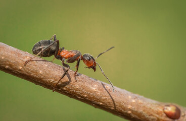Mrówka na patyku 