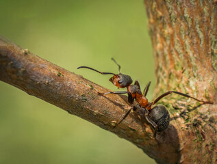 Mrówka na drzewie  - obrazy, fototapety, plakaty