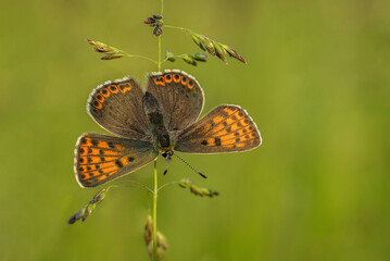 Pomarańczowy motyl na trawie 