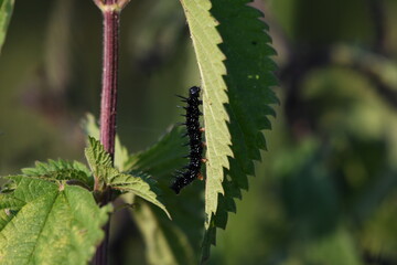 black caterpillar on a leaf