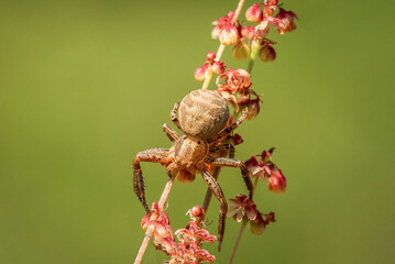 brązowy pająk na kwiatkach - obrazy, fototapety, plakaty