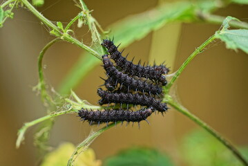 four black caterpillars on a green plant stem in nature