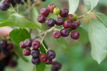 black red unripe berries on a thin branch of a bush with green leaves in nature