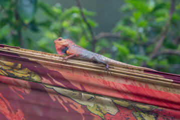 Oriental garden lizard , bloodsucker, or changeable lizard (Calotes versicolor) observed in Chiplun...