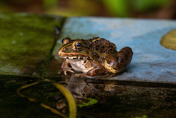 Indian bullfrog or Indus Valley bullfrog (Hoplobatrachus tigerinus) seen near a pond in Chiplun in Maharashtra, India