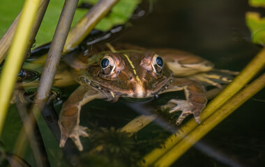 Indian bullfrog or Indus Valley bullfrog (Hoplobatrachus tigerinus) seen near a pond in Chiplun in Maharashtra, India