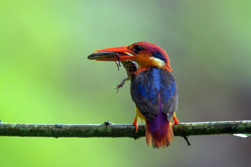 Oriental dwarf kingfisher (Ceyx erithaca) or three-toed kingfisher with skink kill seen at Chiplun in Maharashtra, India