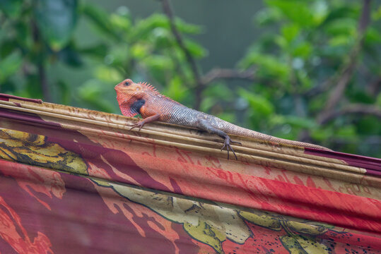 Oriental garden lizard , bloodsucker, or changeable lizard (Calotes versicolor) observed in Chiplun in Maharashtra, India