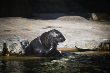 Sealion is out of his swimming pool in zoo. This is his habitat.