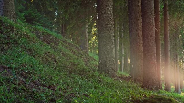 Lush dark pine forest hill landscape. Camera slowly panning left. Soft sun flares. Backlighting. Grass moving by the wind.