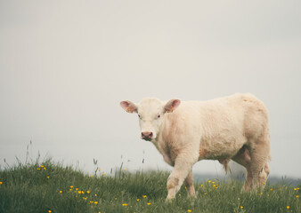 Obraz premium Vache au printemps dans les près