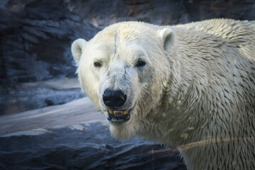 Fototapeta na wymiar Polar bear at the zoo. An animal in captivity. Northern Bear.