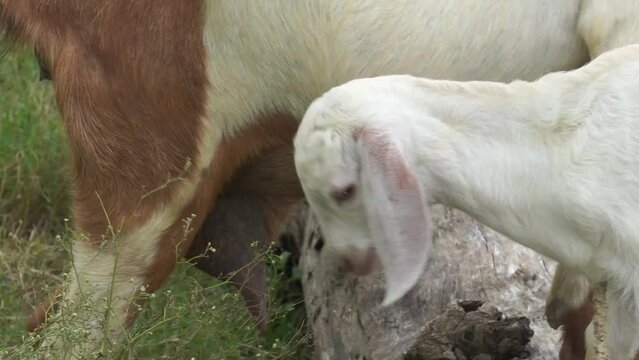 The rest of the goat is drinking his mother's milk