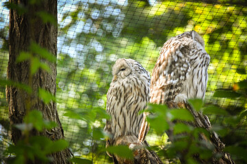 Zoos portrait of owl who is sittig on stick. They are amazing animal. And they are looking so good.
They have fish for lunch.