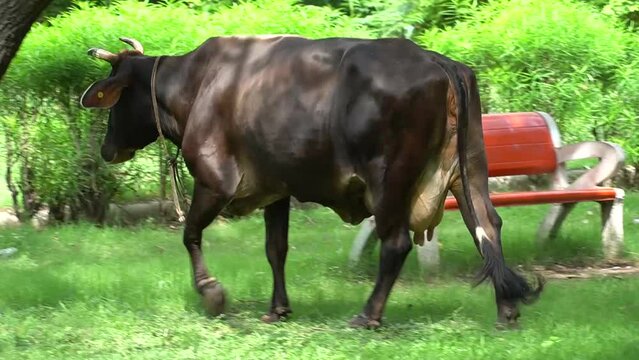 A cow walking in the park