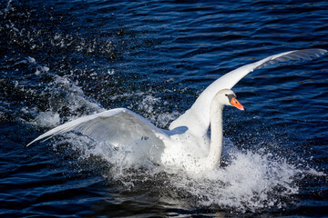 Biały lądujący łabędź na wodzie w jeziorze w pogodny dzień w lato © NieUnikalny