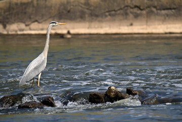 Fischreiher am Fluss