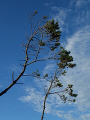 海辺の木と青空