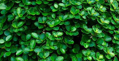 green leaves background