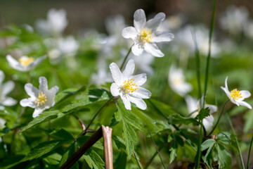 beautiful spring anemones growing in the forest