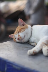 A ginger cat sleep and relax