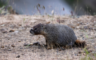 Marmot in American Nature Landscape during cloudy day. Palouse Falls State Park, Washington, United States of America.